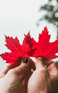 Un couple amoureux tient deux feuilles d'érable rouge, symbole national du Canada.