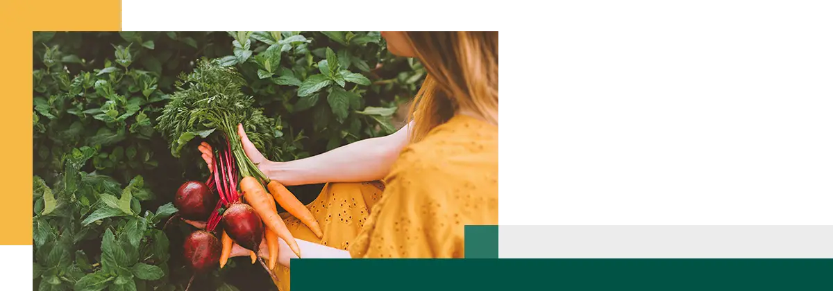 Récolte de légumes fraîchement cueillis du jardin.