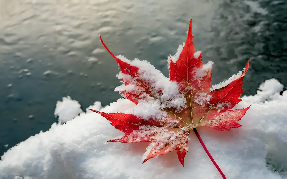 une feuille d'érable enneigée reposant dans la neige à côté d'un lac