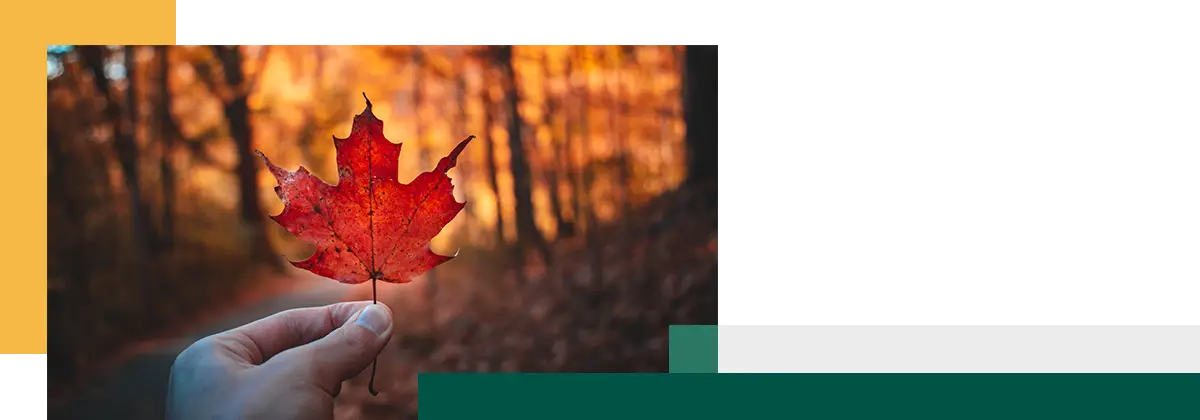 Tenir une feuille rouge en automne