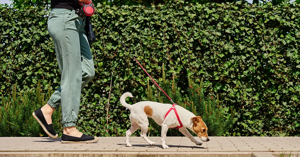 Chien tirant sur sa laisse lors d'une marche par une journée ensoleillée