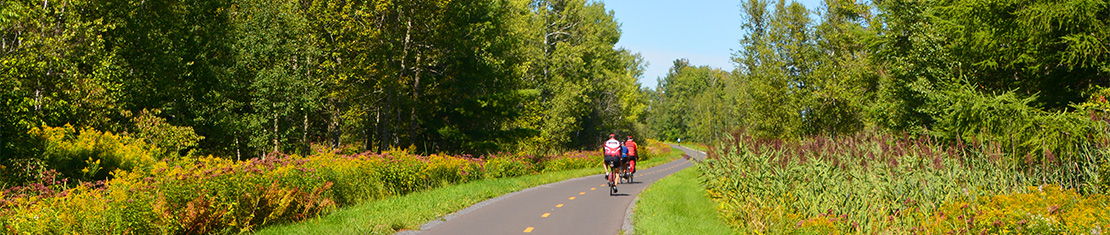 People biking down a paved path in a forest